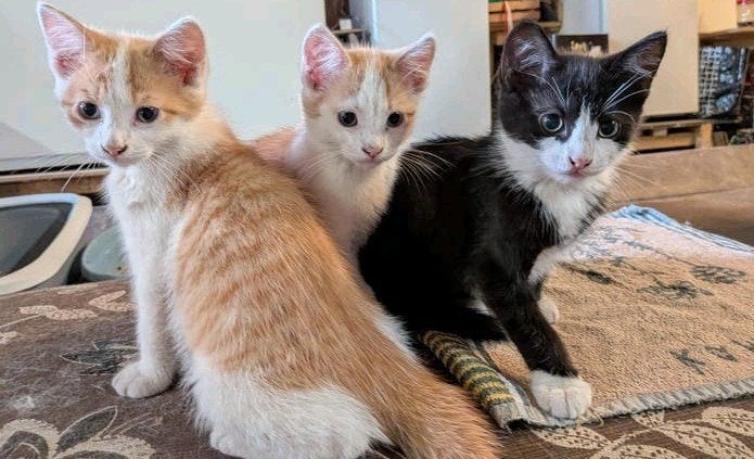 3 lieve kittens te koop, Meerdere dieren