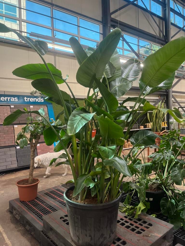 Gigantische Strelitzia – 230 cm – brede pot