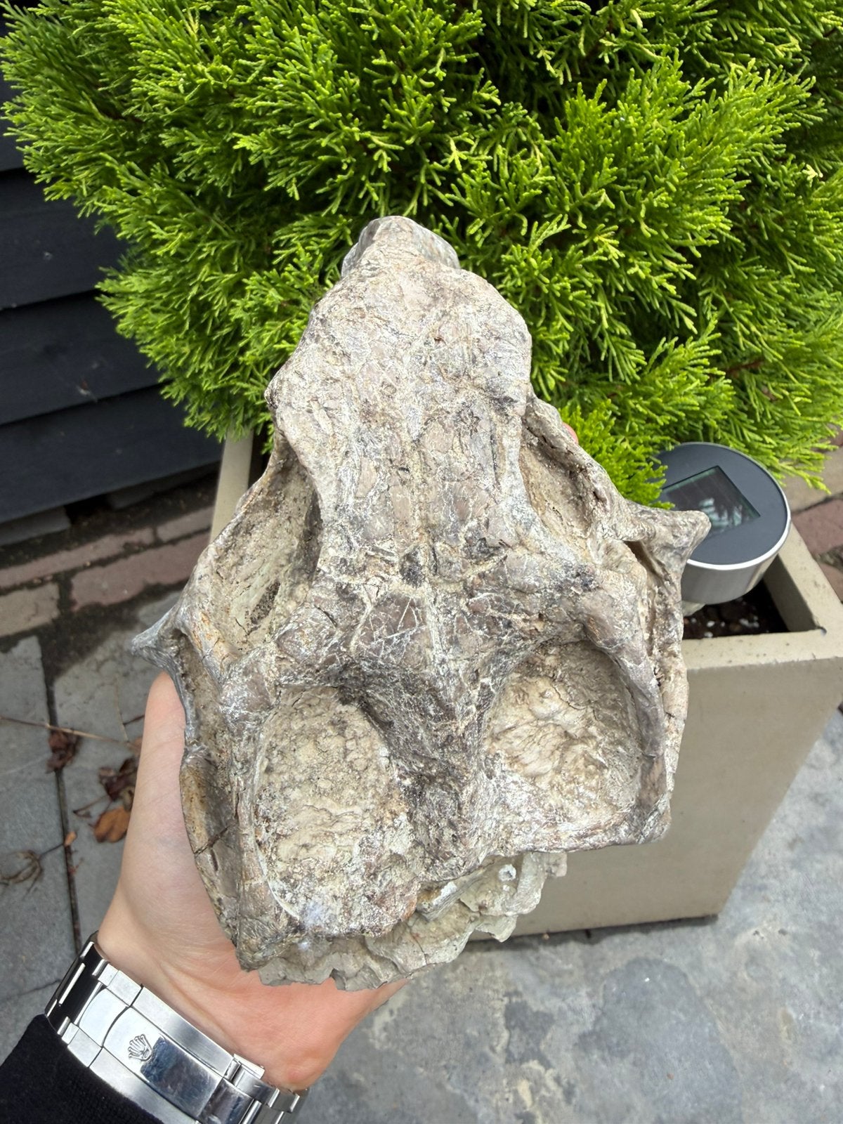 Grote ECHTE Psittacosaurus schedel - Dinosaurus schedel, Ophalen of Verzenden, Fossiel