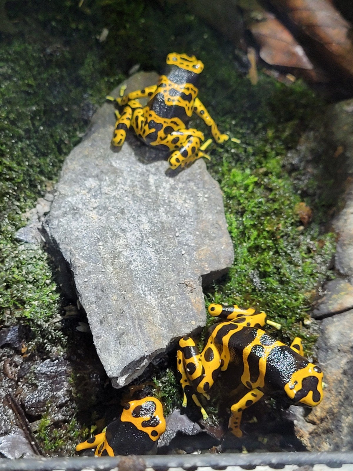 Dendrobates leucomela bolivar Frog - unknown for sale from Dirk