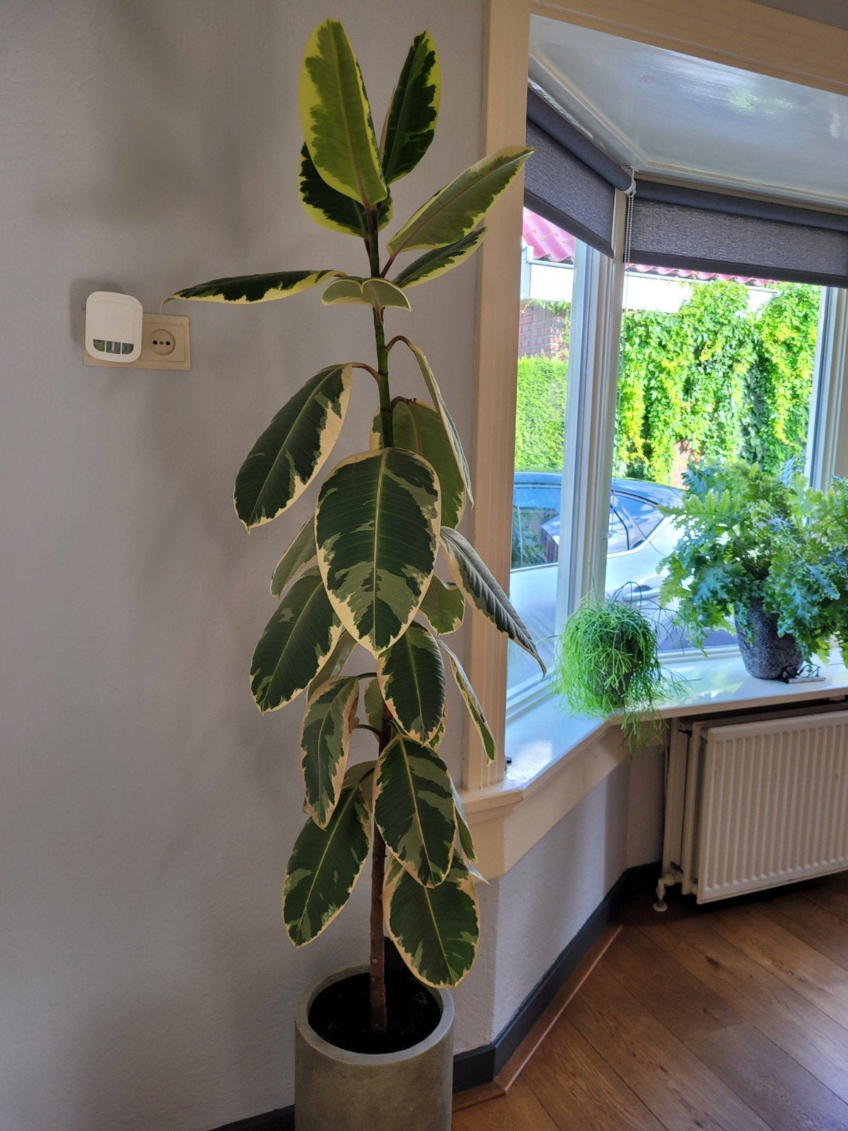 Ficus Elastica/bonte rubberboom/rubberplant, Huis en Inrichting, Ophalen, Ficus, 100 tot 150 cm, Halfschaduw