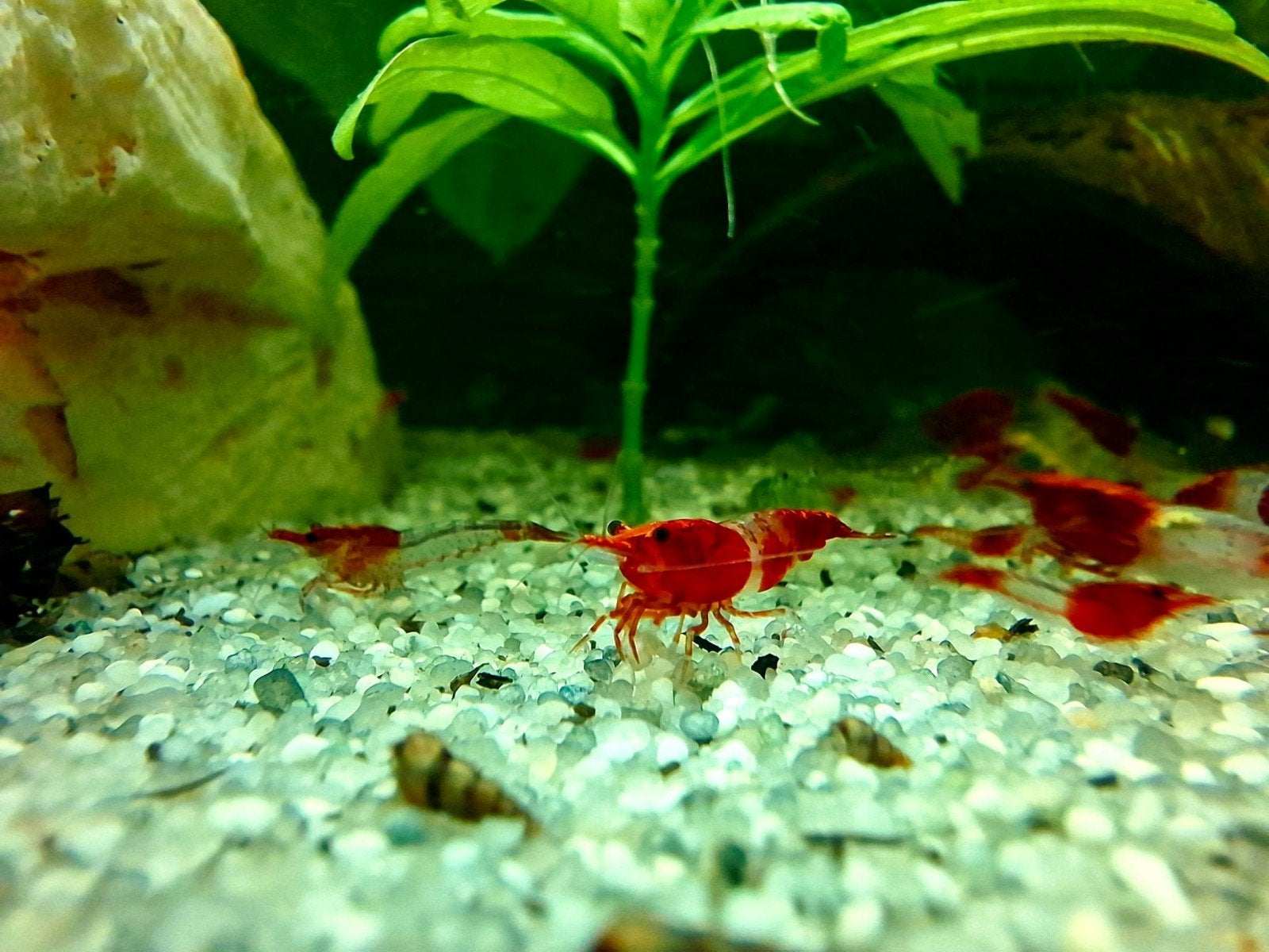 Red Rili Garnalen  (NEOCARIDINA), Kreeft, Krab of Garnaal