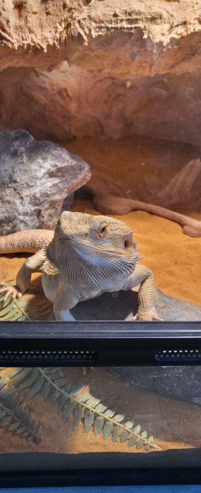Lieve Baardagaam Met Terrarium En Terrariumkast Bearded Dragon photo 5