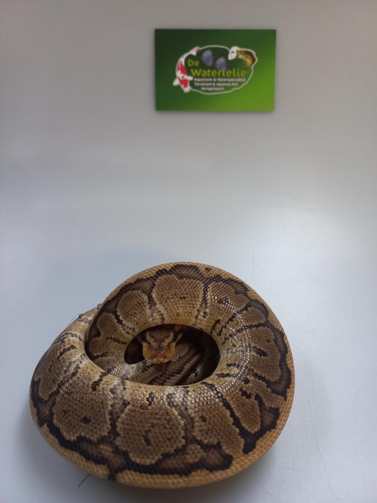 Python regius Ball Python - unknown for sale from De Waterlelie BV