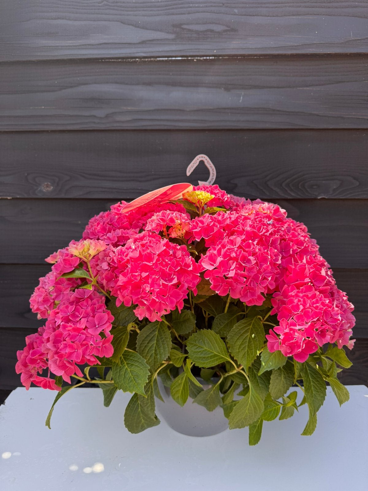 Hydrangea Tabletensia, Ophalen, Overige soorten, Volle zon
