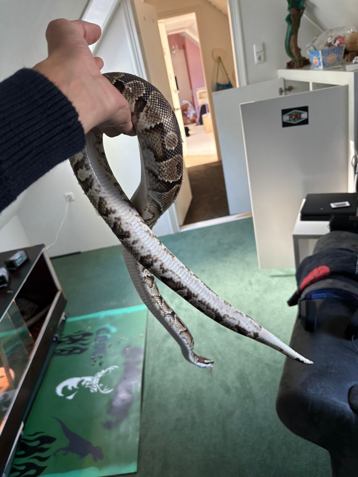Konings python, Dieren en Toebehoren, Slang, 3 tot 6 jaar