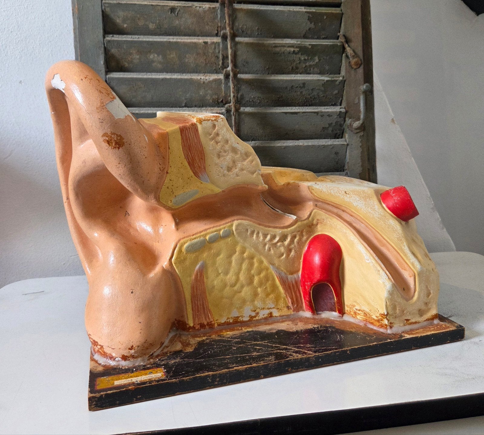 Antiek Anatomisch model, Ophalen