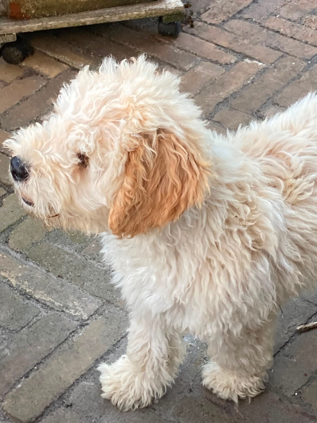 mini labradoodle, Dieren en Toebehoren, Honden | Chihuahua's en Gezelschapshonden, Parvo, 8 tot 15 weken, Meerdere, Nederland