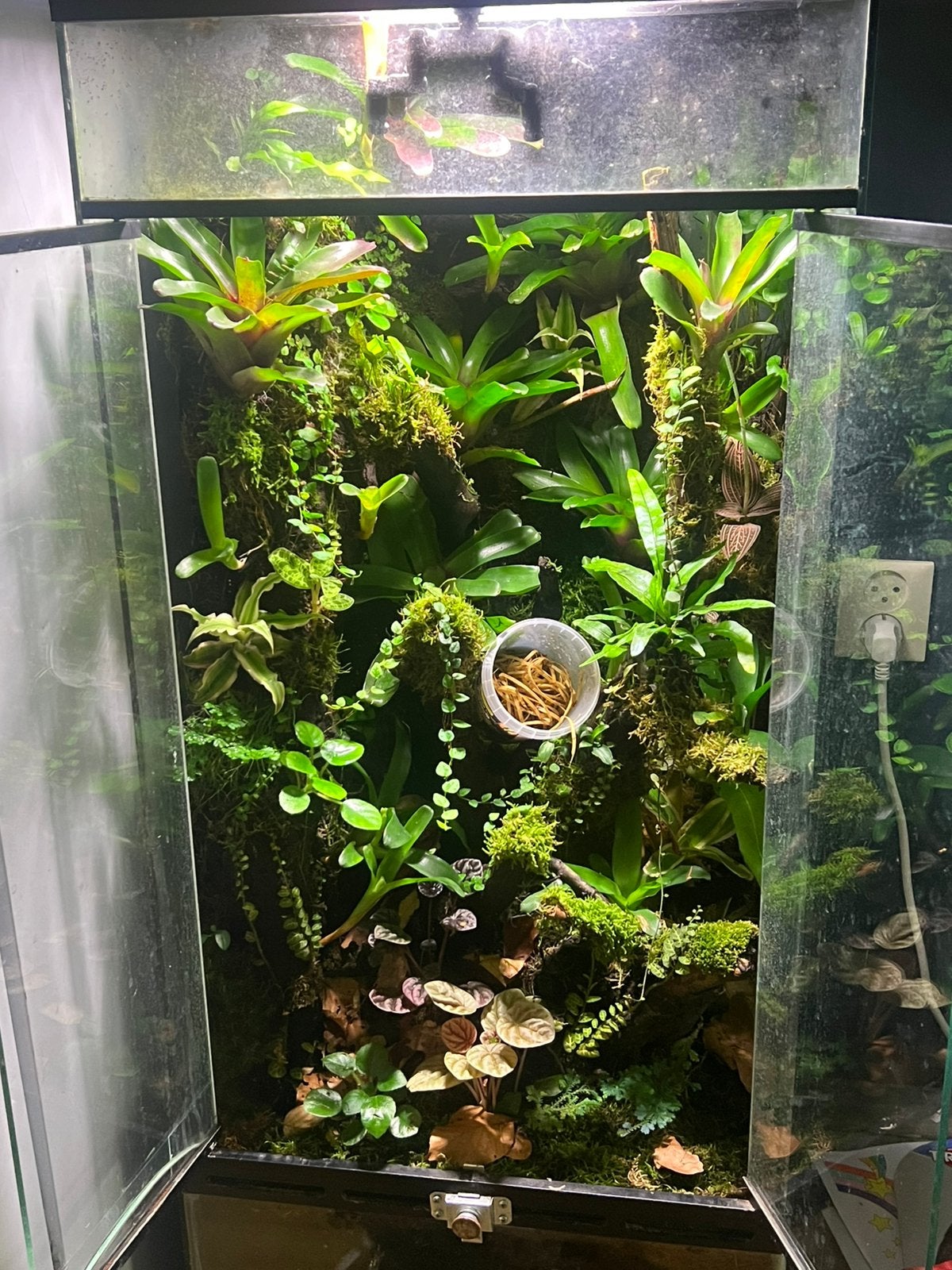 Terrarium 50x50x80 met 10 gifkikkers en gekkos, Ophalen, Zo goed als nieuw, Terrarium of Paludarium