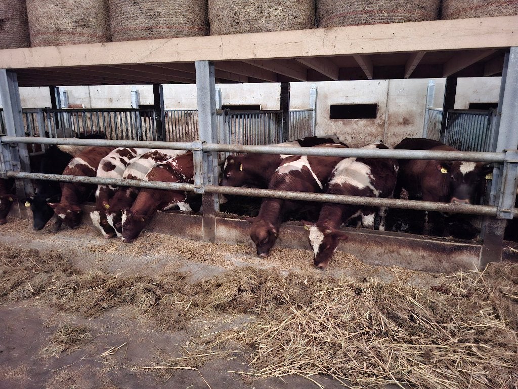 Lakervelder, brandrode en roodbonte dekstieren te koop/huur, Meerdere dieren, 0 tot 2 jaar