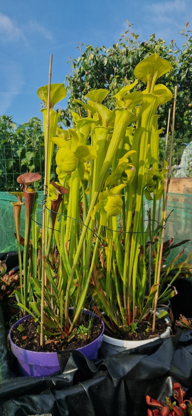 Vleesetende planten te koop, Ophalen of Verzenden, Overige soorten, Volle zon