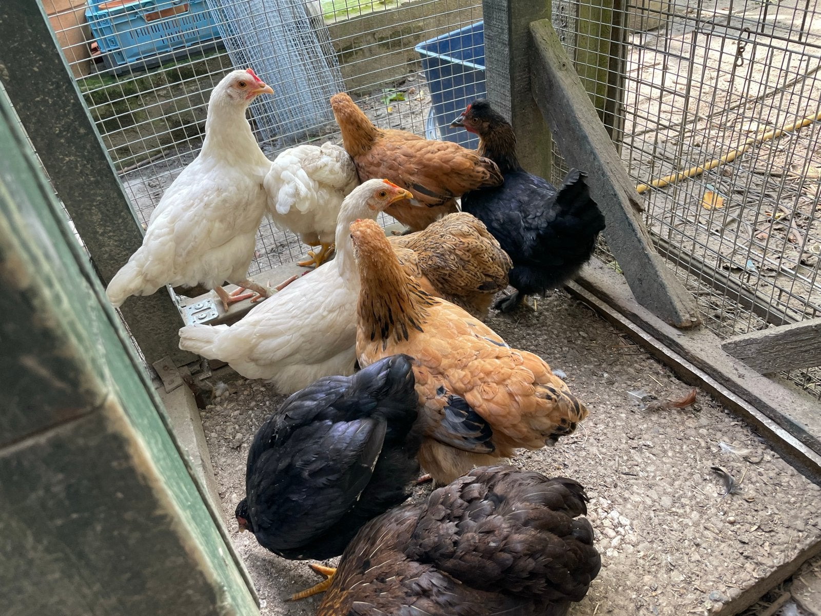 Cochin kriel kippen, Dieren en Toebehoren, Vrouwelijk, Kip