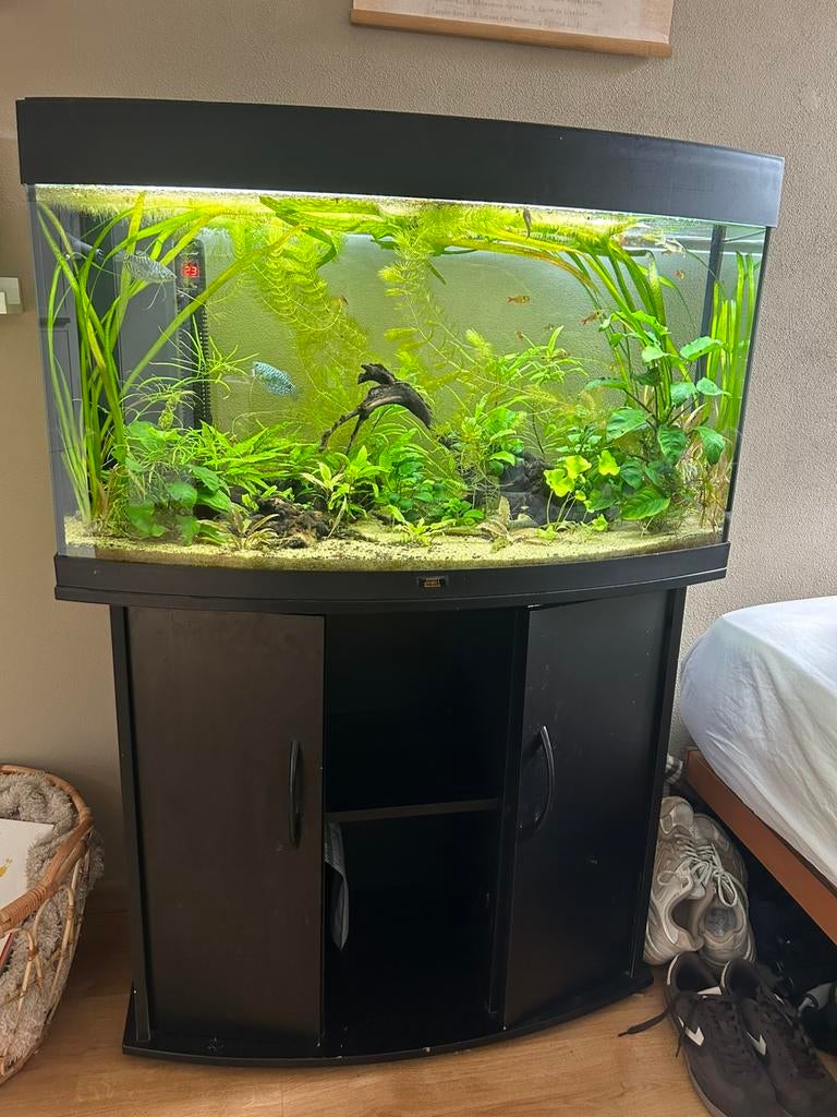 Juwel Rio vision 180 compleet, Ophalen, Zo goed als nieuw, Gevuld zoetwateraquarium