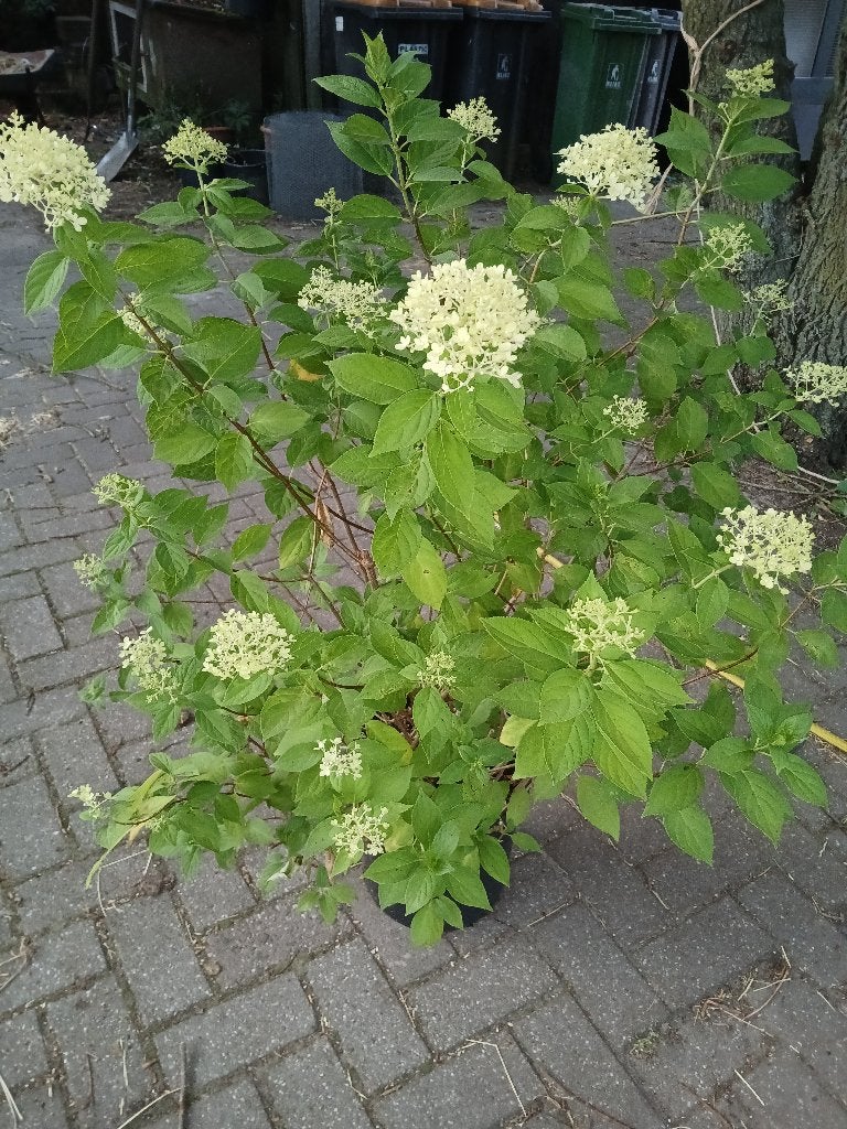 Pluimhortensia, Overige soorten, Vaste plant, Ophalen of Verzenden, Halfschaduw