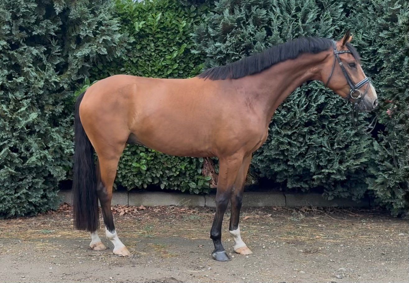 Super leuke en ongecompliceerde jonge allrounder! ️, Dieren en Toebehoren, Paarden, Springpaard, Met stamboom, Ruin, Zadelmak