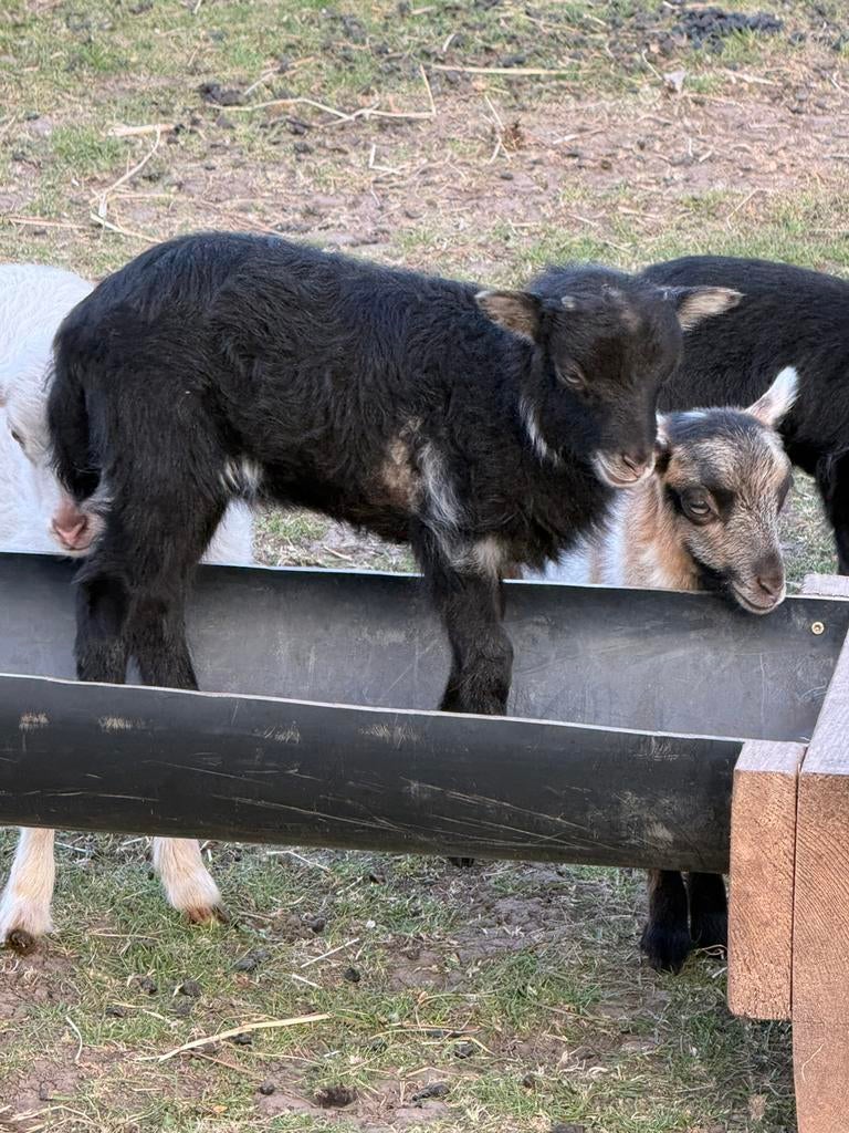 2 prachtige Quessant rammetjes, Dieren en Toebehoren, Mannelijk, Schaap
