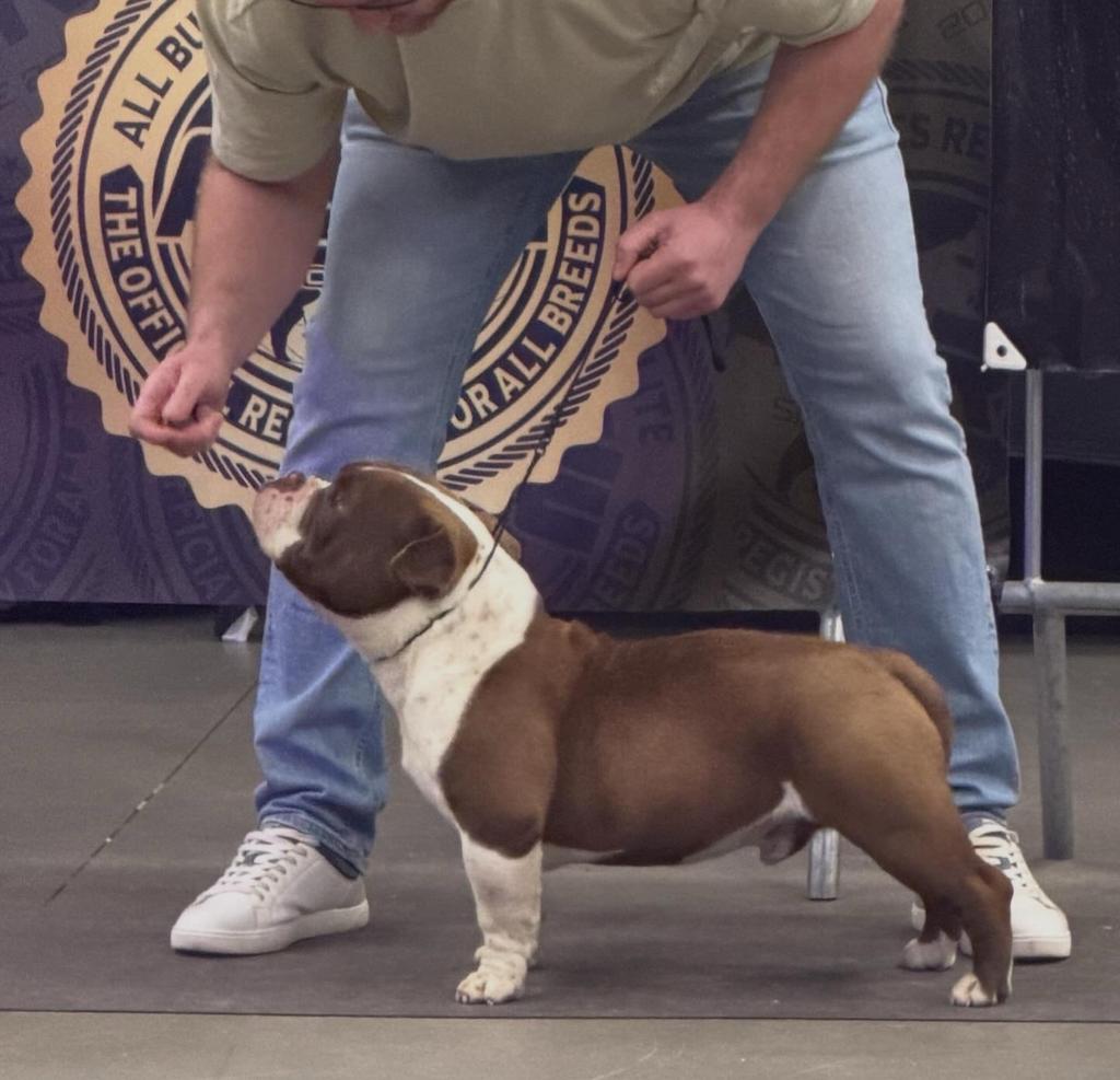 American bully dekreu, Dieren en Toebehoren, België, Fokker | Hobbymatig, 1 tot 2 jaar, Eén hond