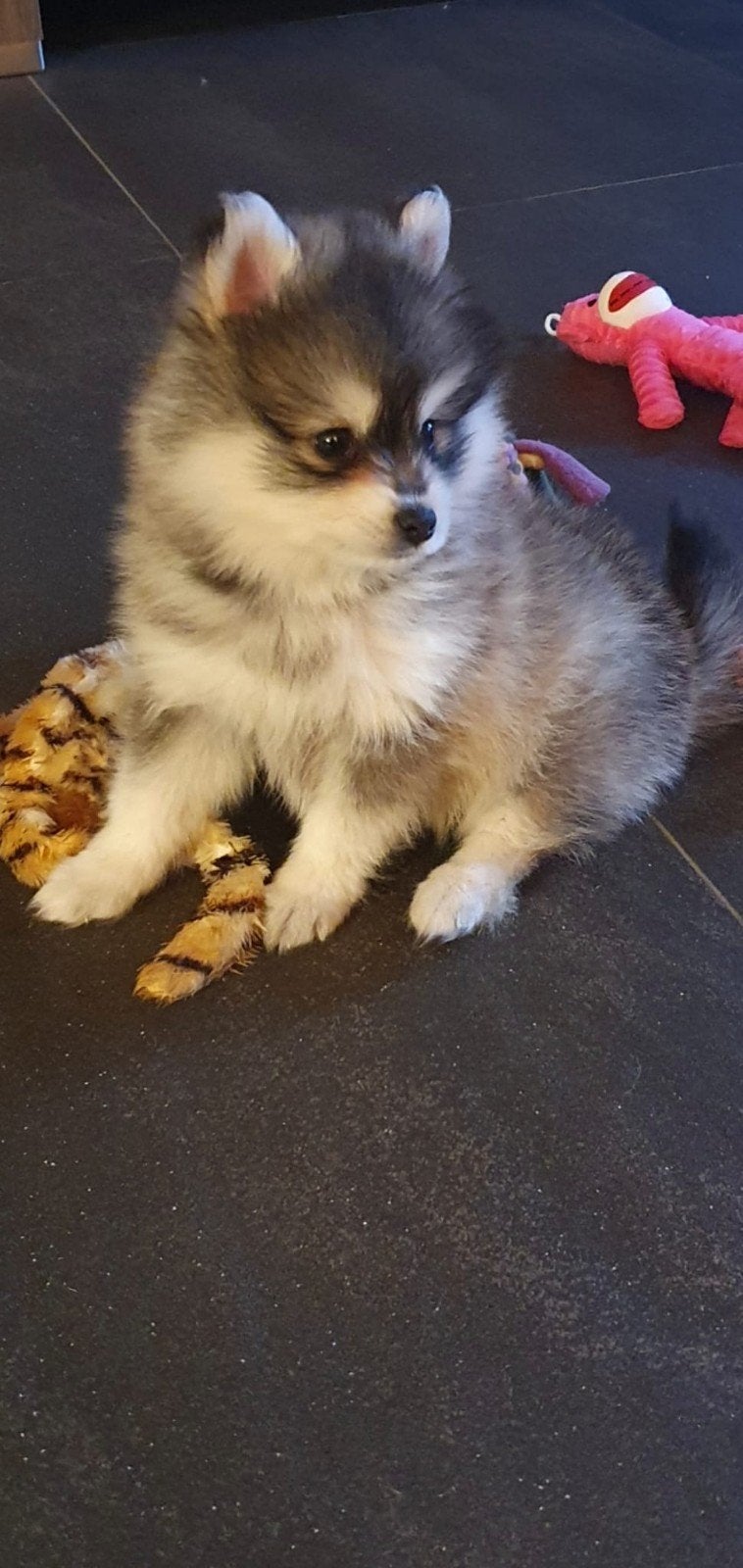 Pomsky Teefje kleinblijvend  Mini Husky, 8 tot 15 weken, Teef, Eén hond, Nederland