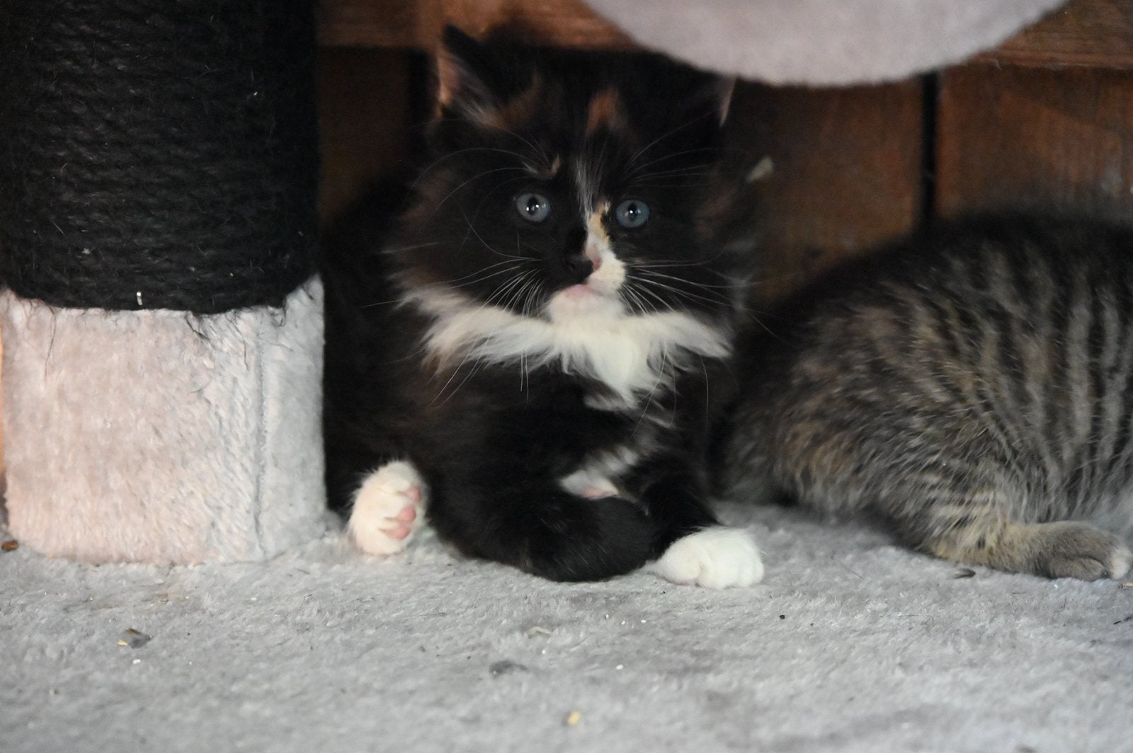 Boerderij kittens, Meerdere dieren
