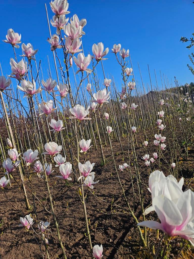 Magnolia soulangeana te koop!, Ophalen, Halfschaduw, Overige soorten, Lente