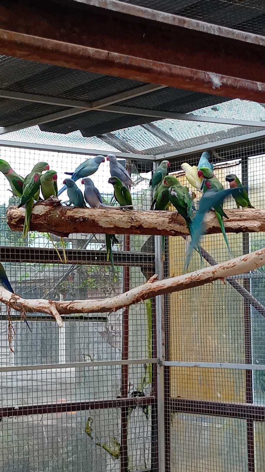 grote alexanderparkieten (nepalensis), Dieren en Toebehoren, Meerdere dieren, Parkiet, Geringd