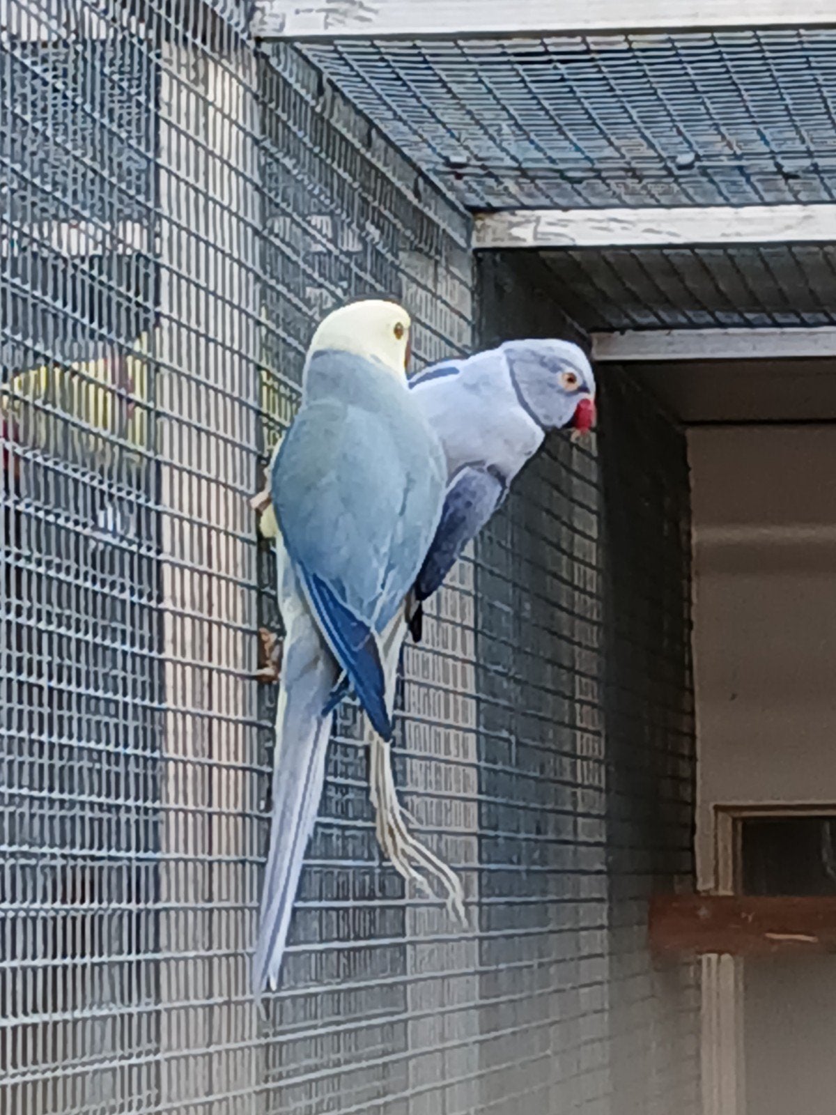 1-1 halsband aqua, Dieren en Toebehoren, Meerdere dieren, Parkiet