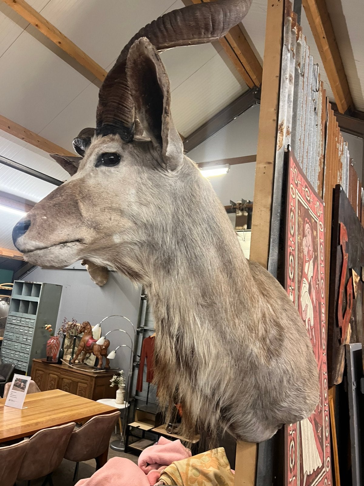 Taxidermie koedoe, Ophalen, Zo goed als nieuw, Beeldje of Figuurtje