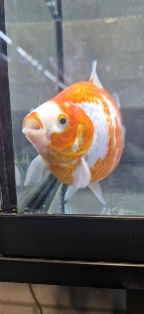 20x Tamasaba Goudvis, Goudvis(sen)