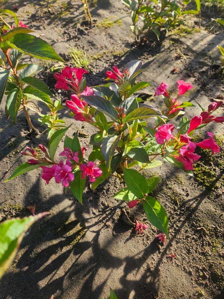 Onbespoten sierheesters verschillende soorten Bio, Tuin en Terras, Planten | Tuinplanten, Ophalen, Overige soorten, Volle zon