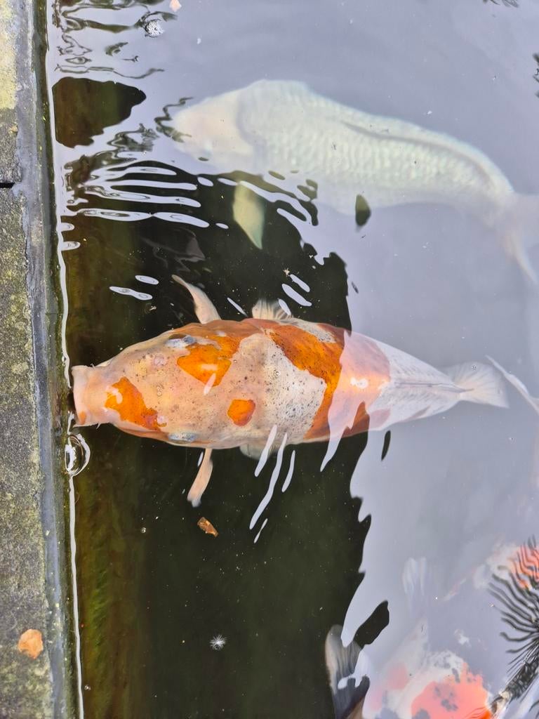 Koi karpers aangeboden vanwege verhuizing., Karper of Koi