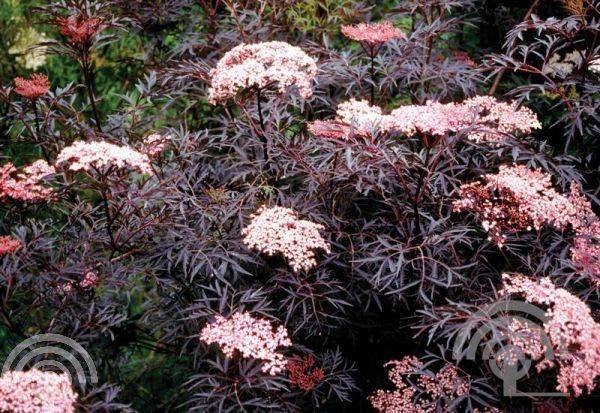 HEESTER Sambucus nigra 'Black Lace' Gewone vlier(rood) geurt, Overige soorten, Vaste plant, Ophalen of Verzenden, Halfschaduw