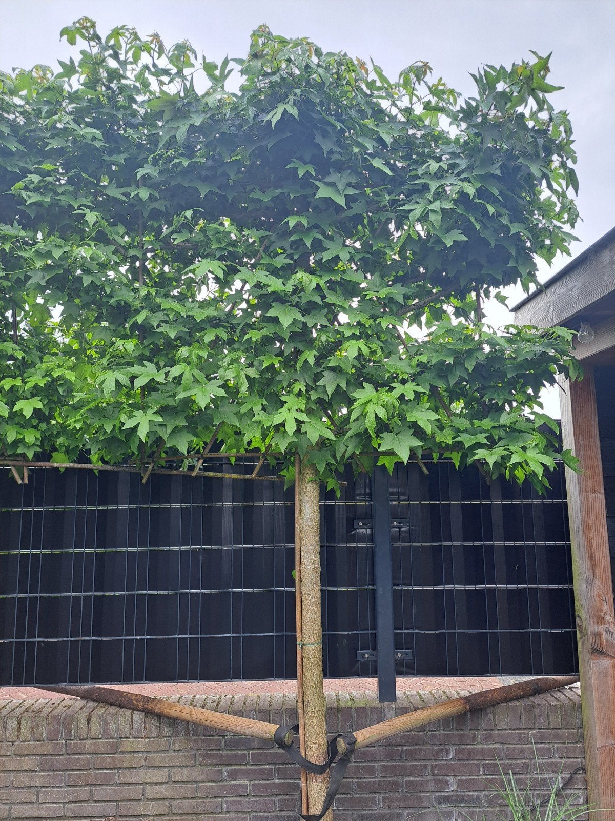 Leiboom Amberboom - Prachtige en functionele boom, Tuin en Terras, Ophalen, Leiboom, 250 tot 400 cm