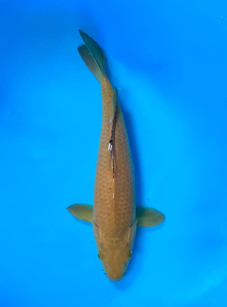 Chagoi Nisai 27–32 cm | Marusei Hirasawa | Japanse Koi, Karper of Koi