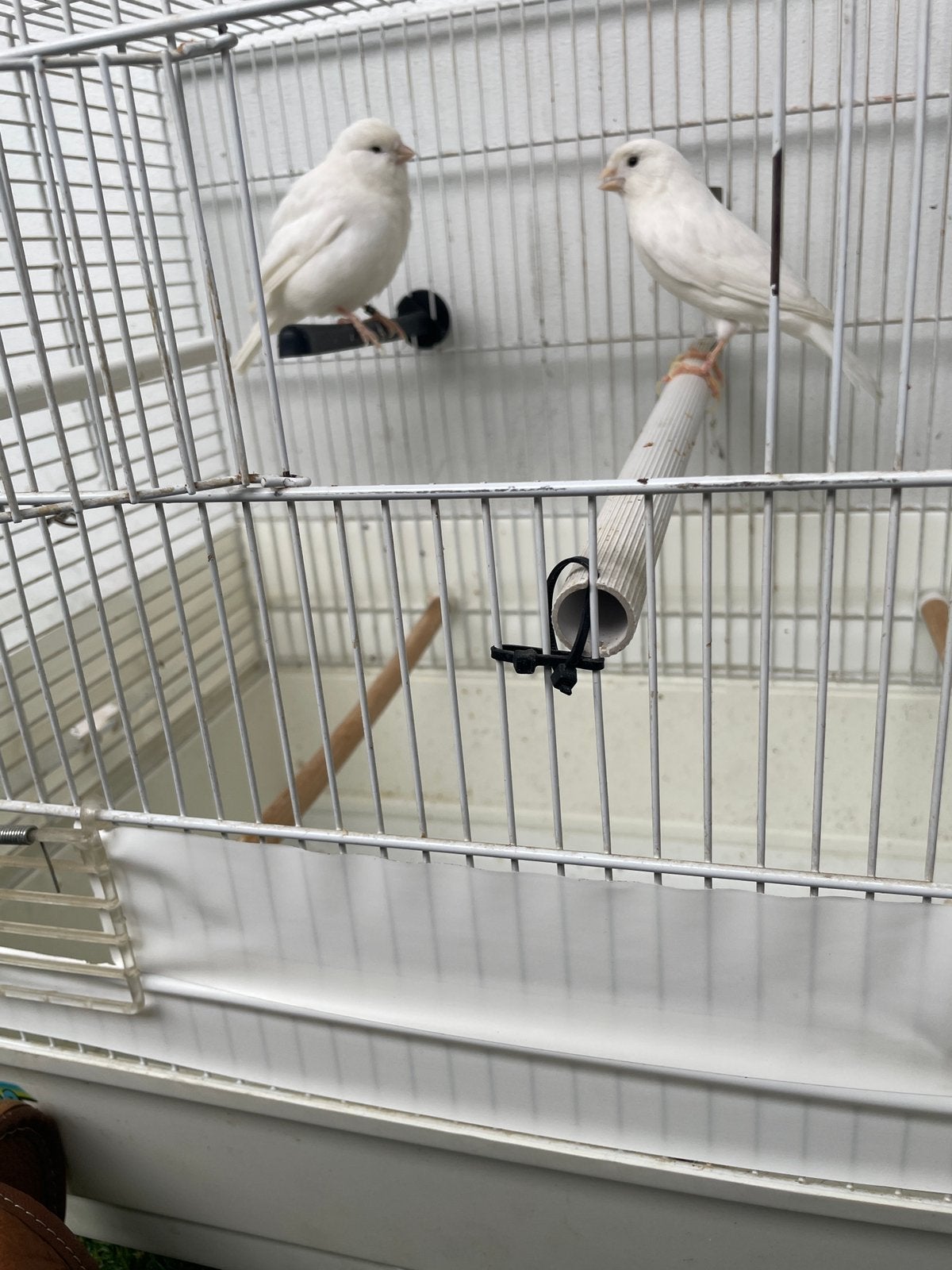 koppel witte kanaries, Dieren en Toebehoren, Vogels | Kanaries, Meerdere dieren, Kleurkanarie