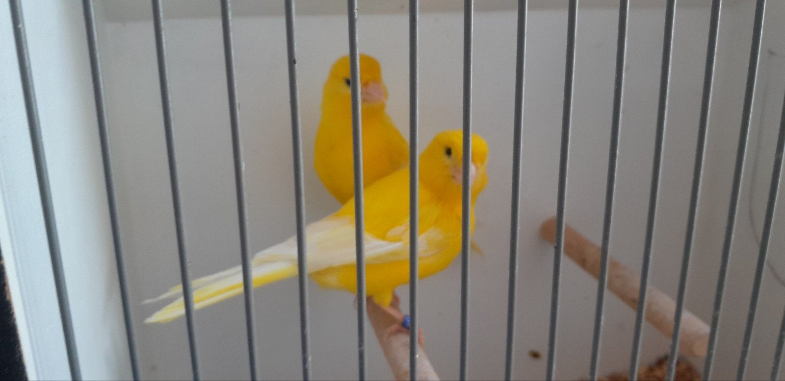 Kanaries geelintensief, Meerdere dieren, Kleurkanarie