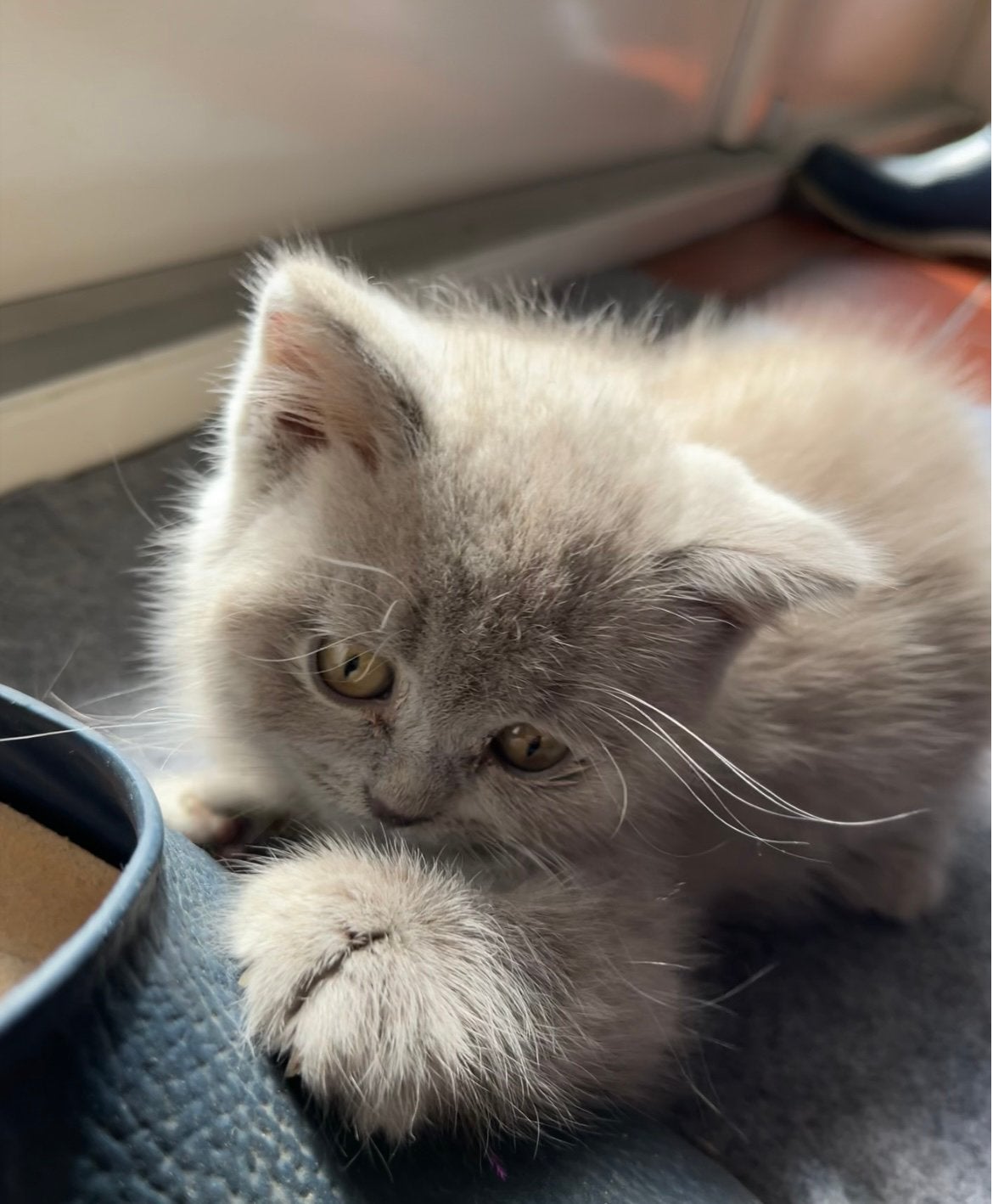 1 Lilac Britse korthaar kitten katertje, Kater, Ontwormd, 0 tot 2 jaar