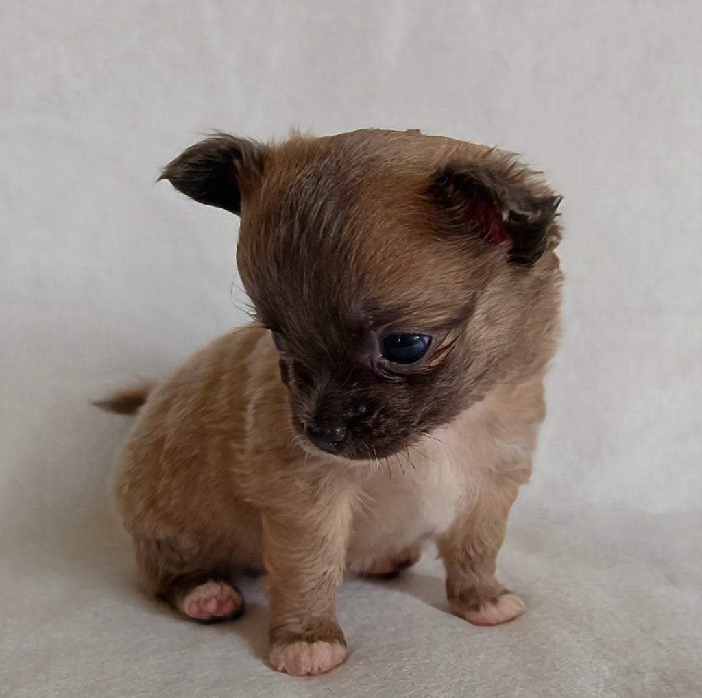 Chihuahua pup (reutje), Dieren en Toebehoren, Honden | Chihuahua's en Gezelschapshonden, België, Particulier, Reu, 8 tot 15 weken