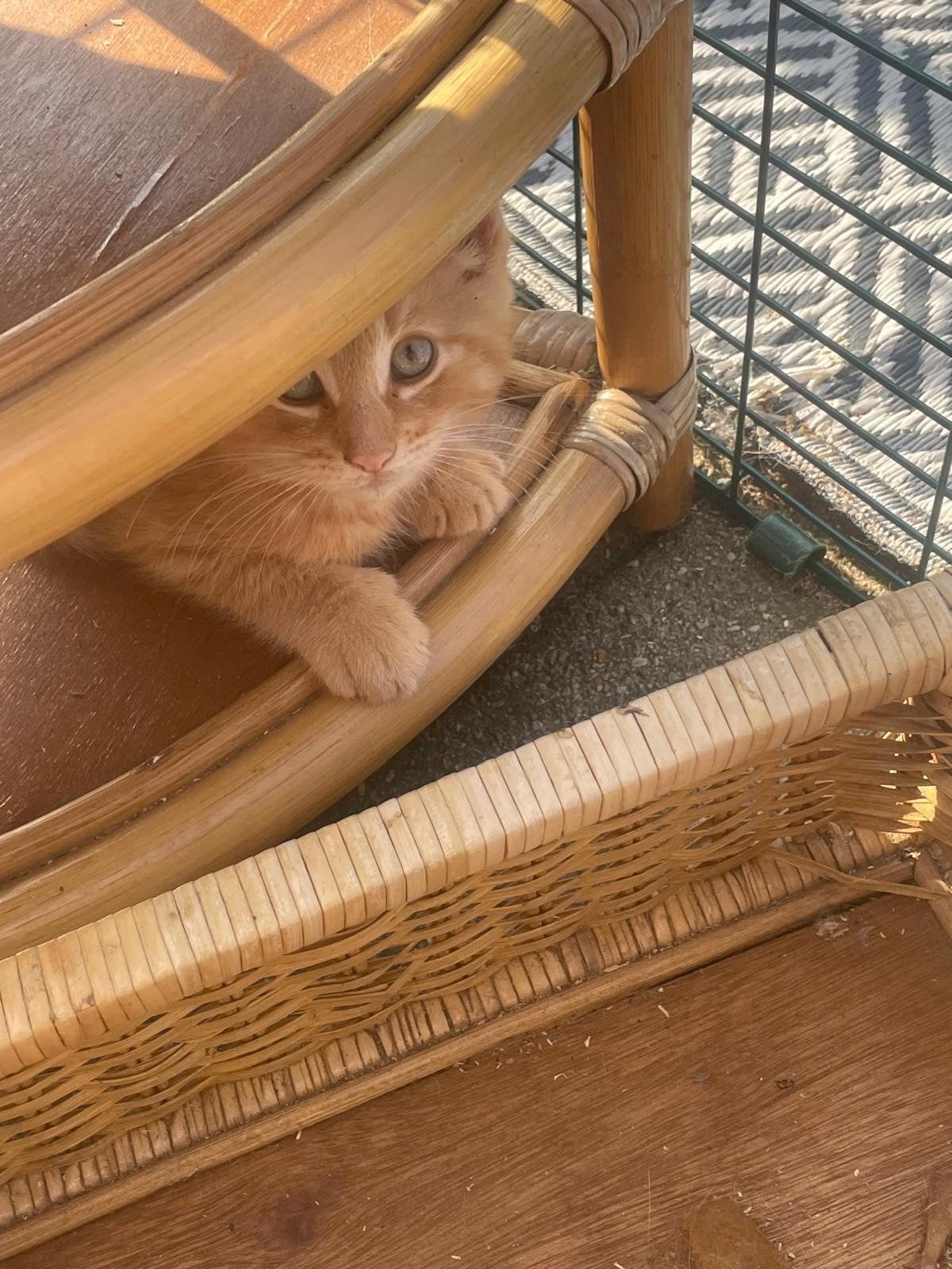 Prachtige Noorse Boskat katertjes (nog 2 beschikbaar), Dieren en Toebehoren, Katten en Kittens | Raskatten | Langhaar, Kater, Ontwormd