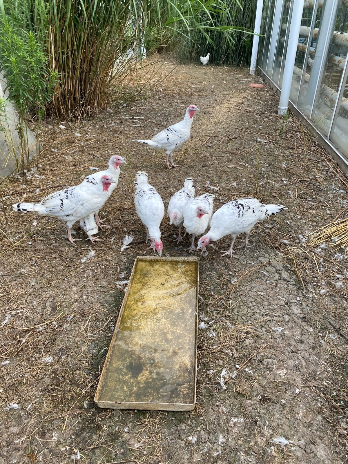 4 jonge kalkoenen te koop, Dieren en Toebehoren, Meerdere dieren, Kalkoen