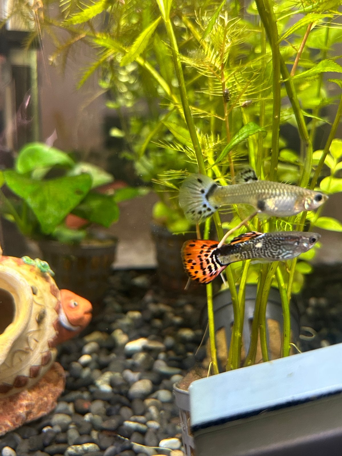 Guppy’s te koop 0,50, Vis
