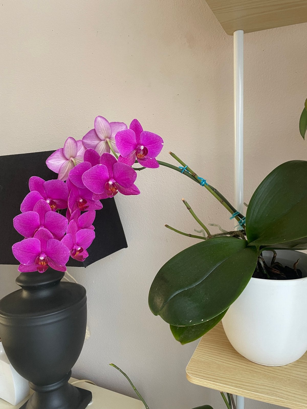 Bloeiende Orchidee in Witte Pot, Vaste plant, Halfschaduw, Lente, Ophalen