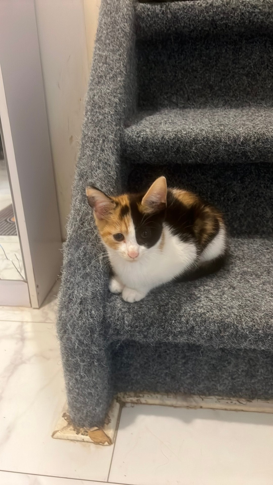 3 mooei kittens 8 week oud mag vaanaf nu ophalen, Dieren en Toebehoren