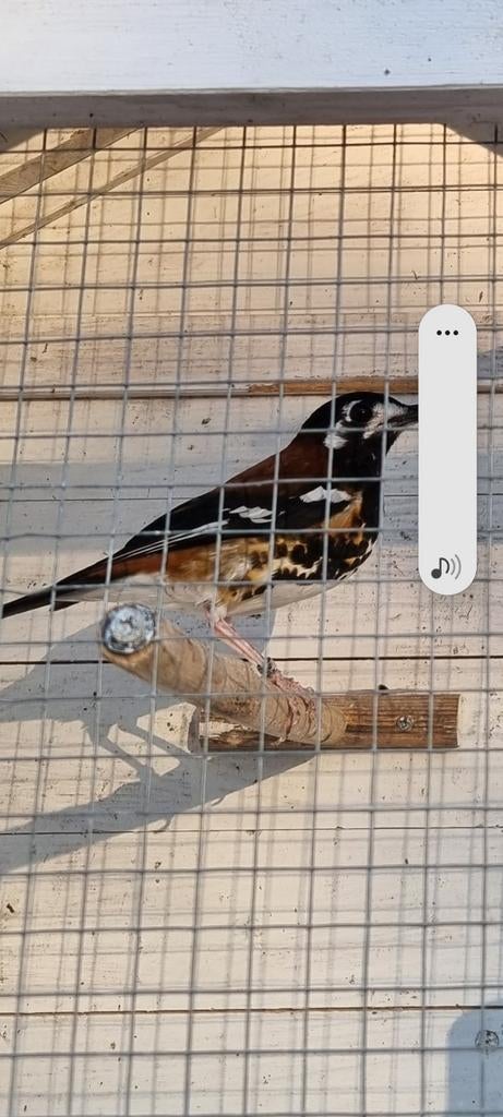 Prachtige mooie vogels, Mannelijk
