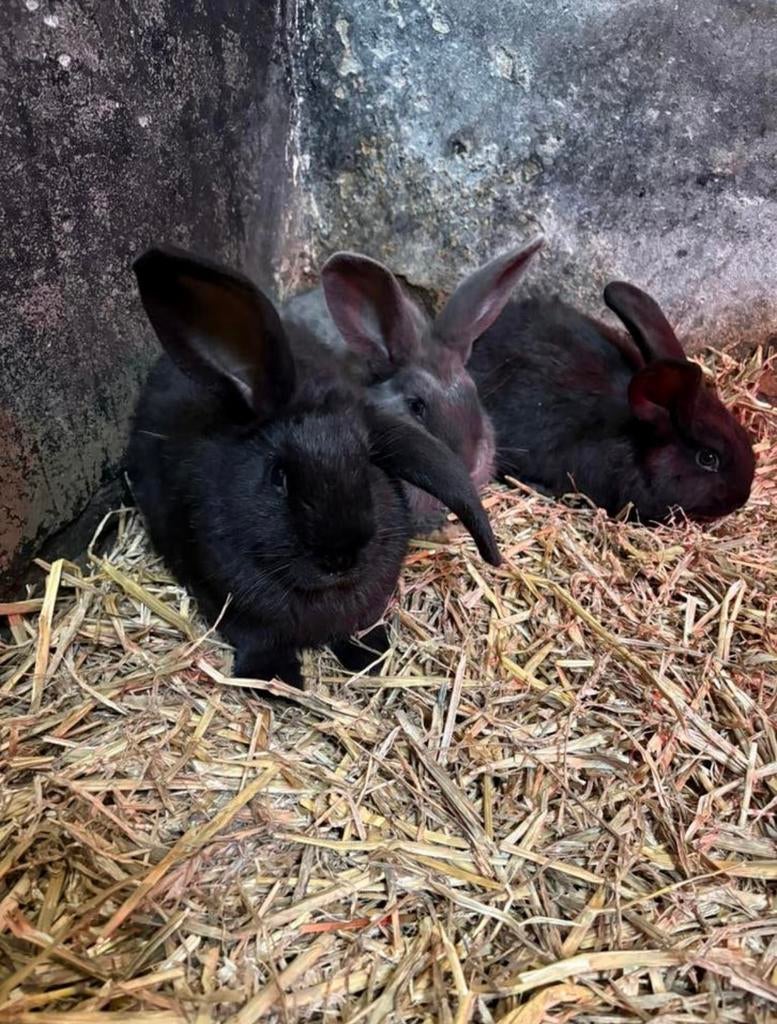 2 vlaamsereus konijnen, Meerdere dieren