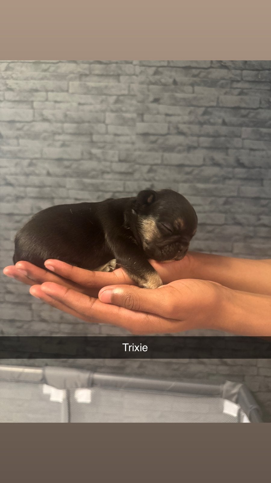 Zwart en Grijze kleur, 8 tot 15 weken, Teef, Bulldog, Meerdere