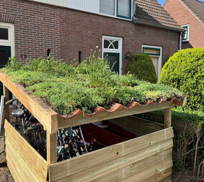 Groen Sedum dak: matten of cassettes, met of zonder kruiden, Bodembedekkers, Volle zon, Vaste plant, Ophalen of Verzenden