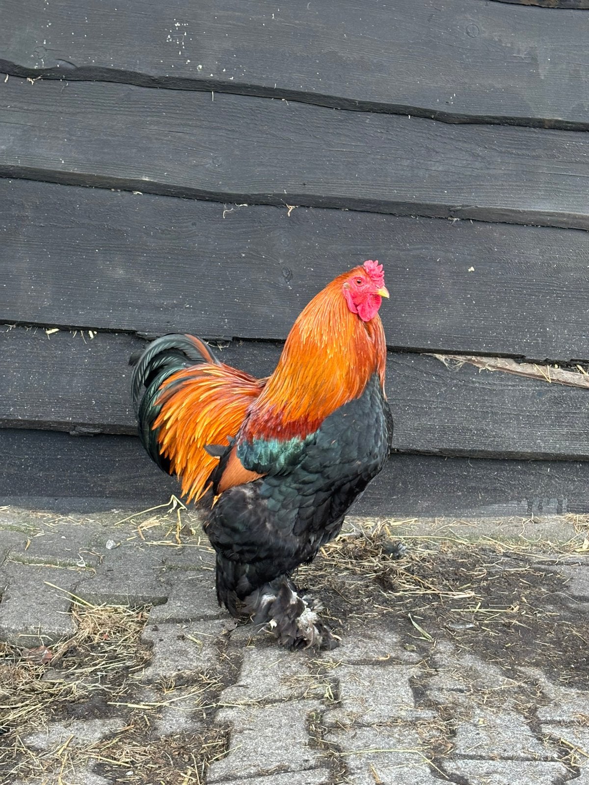 Mooie brahma, Dieren en Toebehoren, Pluimvee, Kip, Mannelijk