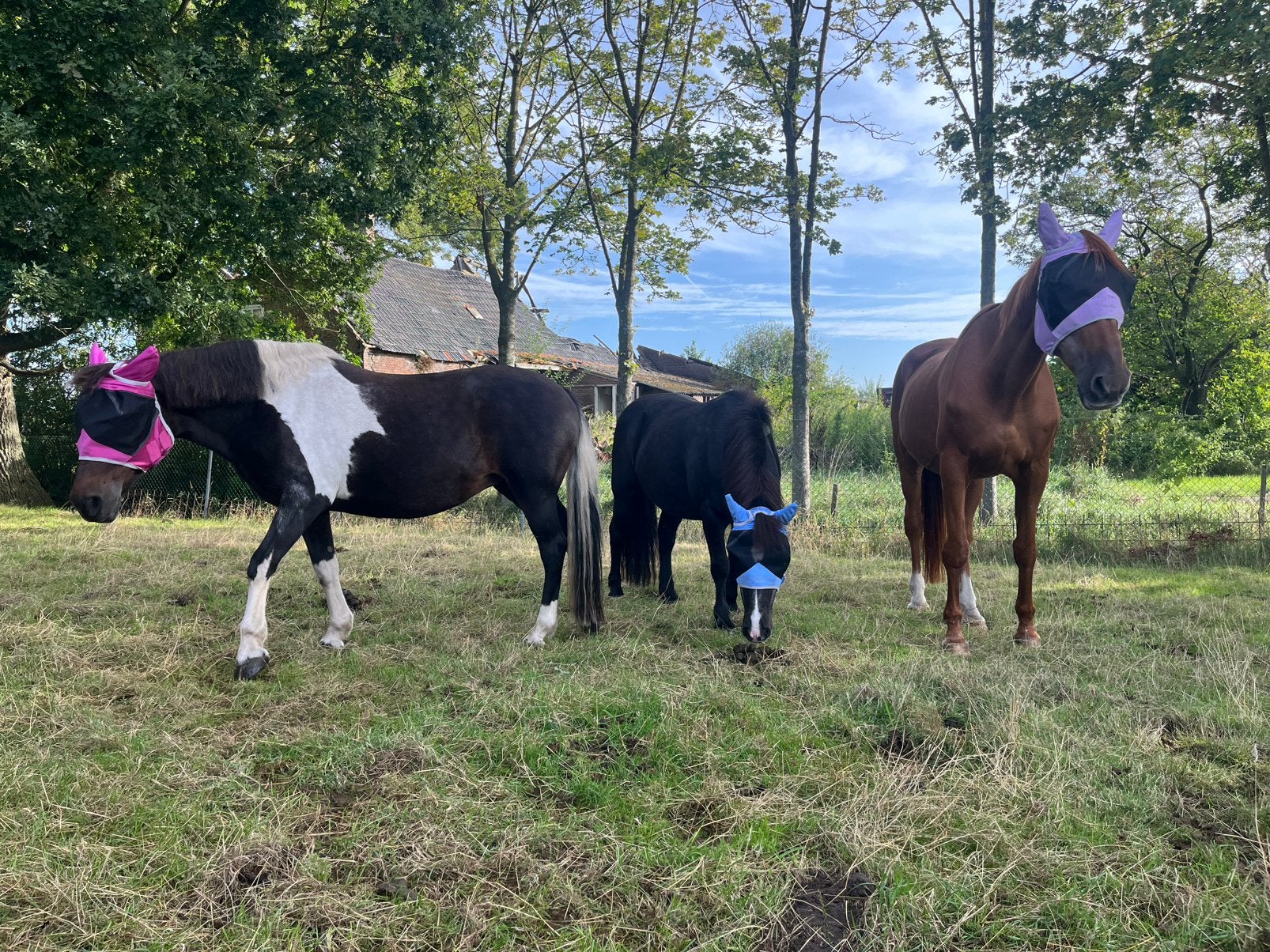 Verzorger voor pouppee, Dieren en Toebehoren, Weidegang, 2 of 3 paarden of pony's