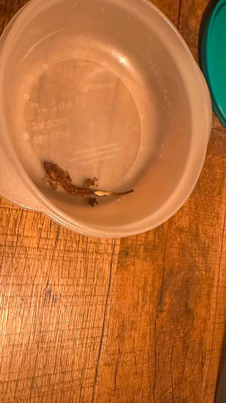 WimperGekko’s Crested Gecko photo 4