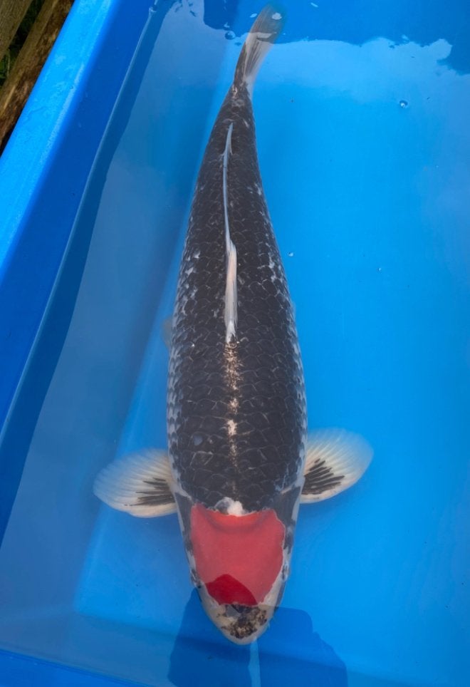 Ikarashi Tancho Goshiki, Dieren en Toebehoren, Karper of Koi